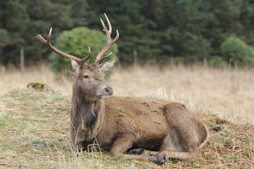 Stag at Glen Etive