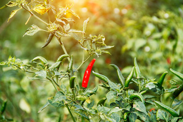 Red chili and green chili peppers on the tree in garden.