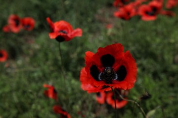 Field of poppies against the setting sun.turkey