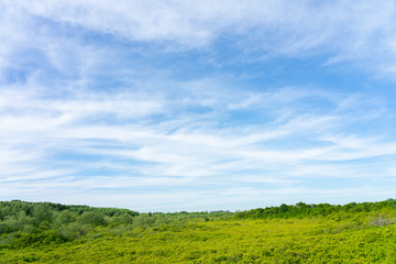 mangrove forest (Ceriops decandra) Also known as the Golden Meadow Prong destinations of Rayong, Thailand is a natural shoreline.