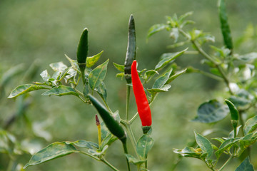 Red chili and green chili peppers on the tree in garden.