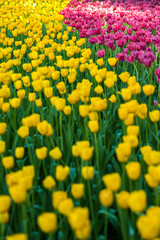 Colorful tulip flora blooming in the park