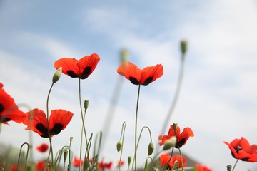 Obraz premium Field of poppies against the setting sun.turkey