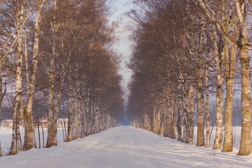 Birch corridor in dawn light