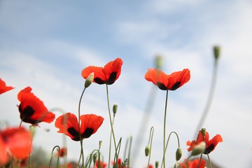 Obraz premium Field of poppies against the setting sun.turkey