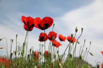 Field of poppies against the setting sun.turkey