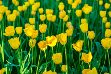 Obraz premium Colorful tulip flora blooming in the park