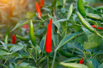 Red chili and green chili peppers on the tree in garden.