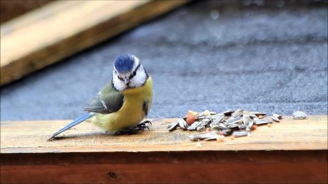 baby bird blue tit