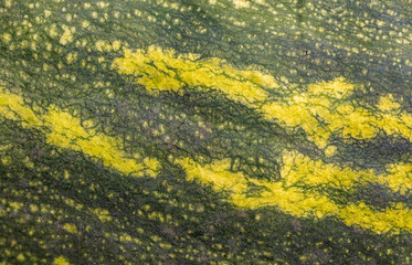 Yellow green pumpkin as abstract background