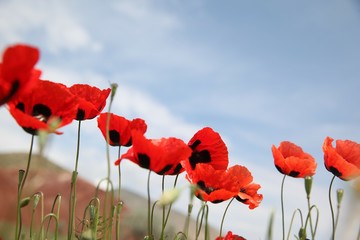 Obraz premium Field of poppies against the setting sun.turkey