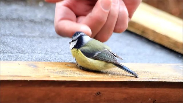 caressing a wild baby bird blue tit