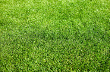 Green grass in the park as abstract background