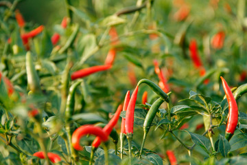 Red chili and green chili peppers on the tree in garden.