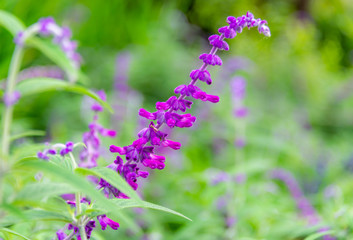Purple flowers of Mexican Sage