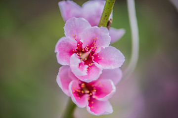 Obraz premium Close-up of Peach Blossoms Blooming on Peach Trees