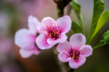 Close-up of Peach Blossoms Blooming on Peach Trees