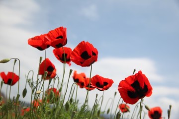 Obraz premium Field of poppies against the setting sun.turkey