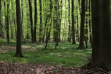 Buchenwald an der Ostsee