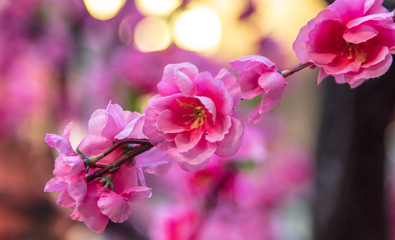 Fototapeta na wymiar Artificial pink flowers in the park