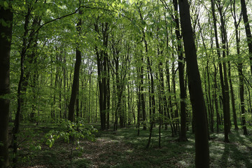 Buchenwald an der Ostsee
