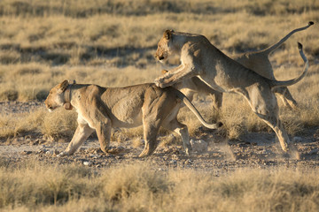 Fototapeta na wymiar lions playing