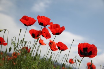 Naklejka premium Field of poppies against the setting sun.turkey