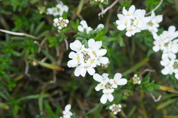 Spring Flowers in the Garden