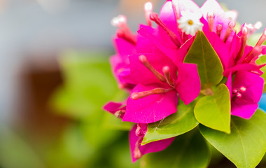 Pink beautiful flower. close up