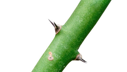 thorn on the trunk of green tree on white background