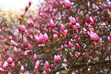 Magnolia blossom tree. Spring landscape.