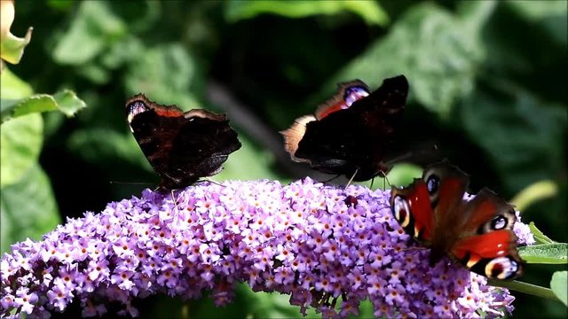 Peacock butterflies feeding nectar on lilac flower
