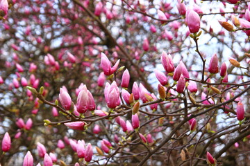 Magnolia blossom tree. Spring landscape.
