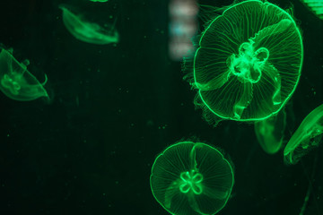 Glowing jellyfish close-up in the aquarium green color.
