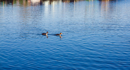 A pair of grebes swimming on the beautiful reflective clean water in an English marina with little ripples created by the wind on a lovely spring day