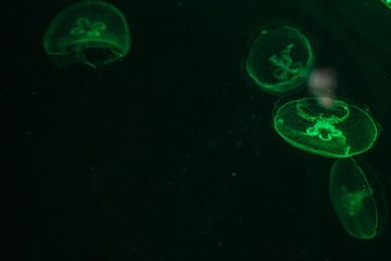 Glowing jellyfish close-up in the aquarium green color.