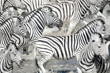 Fototapeta na wymiar Zebra's running