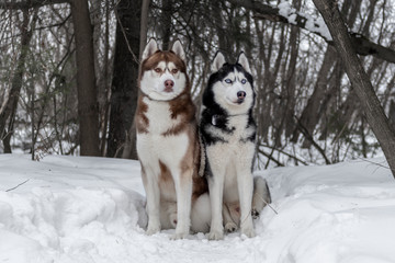 Siberian husky dogs on snow in winter forest. Dark winter background. Front view