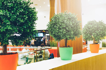 Small tree in bright colorful buckets on a stand against the backdrop of a lively mall. Green plant in the mall. Concept of health in the food segment. Modern light