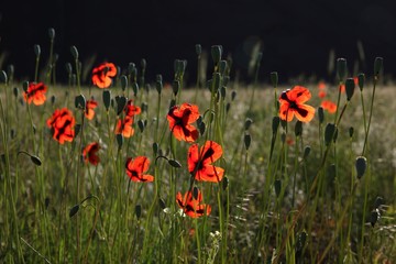 Obraz premium Field of poppies against the setting sun.turkey