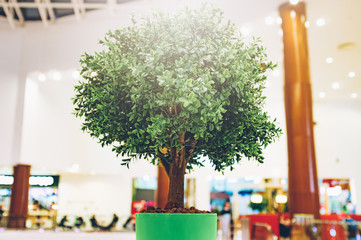 Small tree in bright colorful buckets on a stand against the backdrop of a lively mall. Green plant in the mall. Concept of health in the food segment. Modern light
