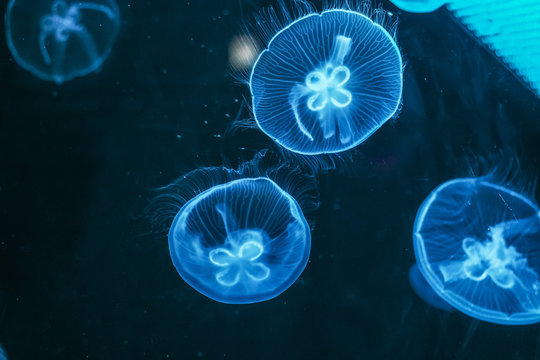 Glowing jellyfish close-up in the aquarium blue color