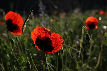 red poppy flowers in a field.artvin/turkey