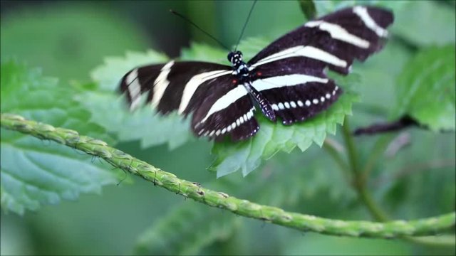 zebra butterfly on a leaf,  Heliconius charithonia