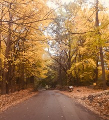 Fototapeta premium Yellow Fall Trees - Curved Road
