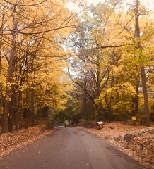 Yellow Fall Trees - Curved Road