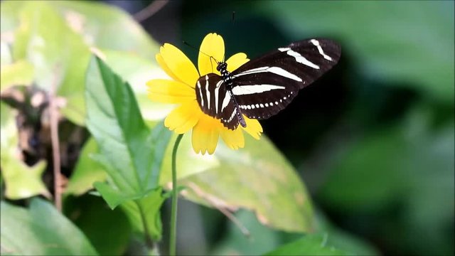 zebra butterfly on  yellow blossom,  Heliconius charithonia