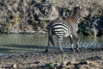 Fototapeta na wymiar herd of zebra