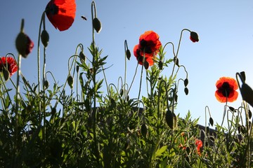 red poppy flowers in a field.artvin/turkey