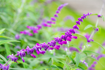 Purple flowers of Mexican Sage